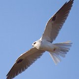 12SB0399 White-tailed Kite